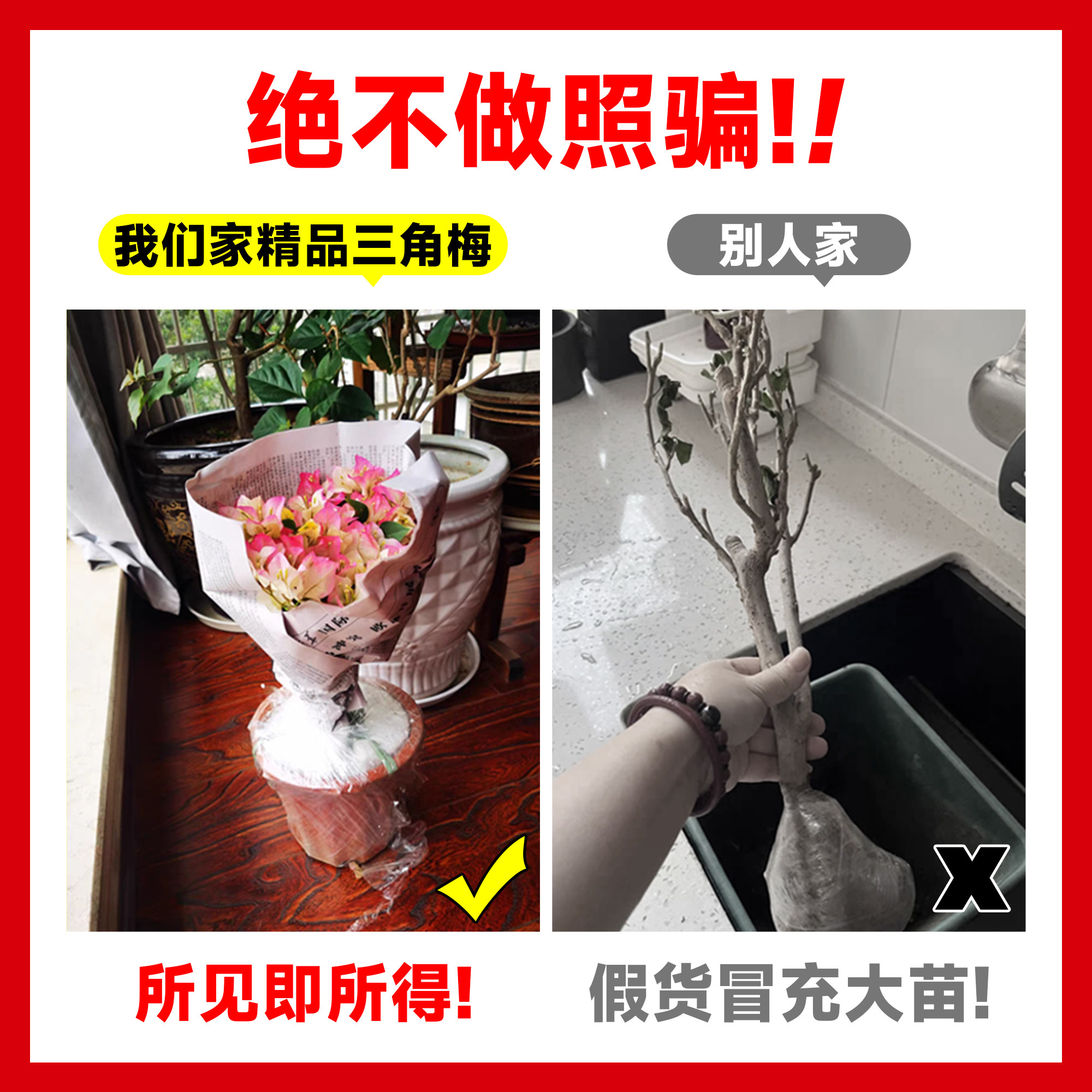 三角梅盆栽重瓣四季绿漳红樱爬藤植物矮桩阳台树苗耐寒老桩带花卉,淘宝优惠券,粉丝福利购,淘宝优惠卷