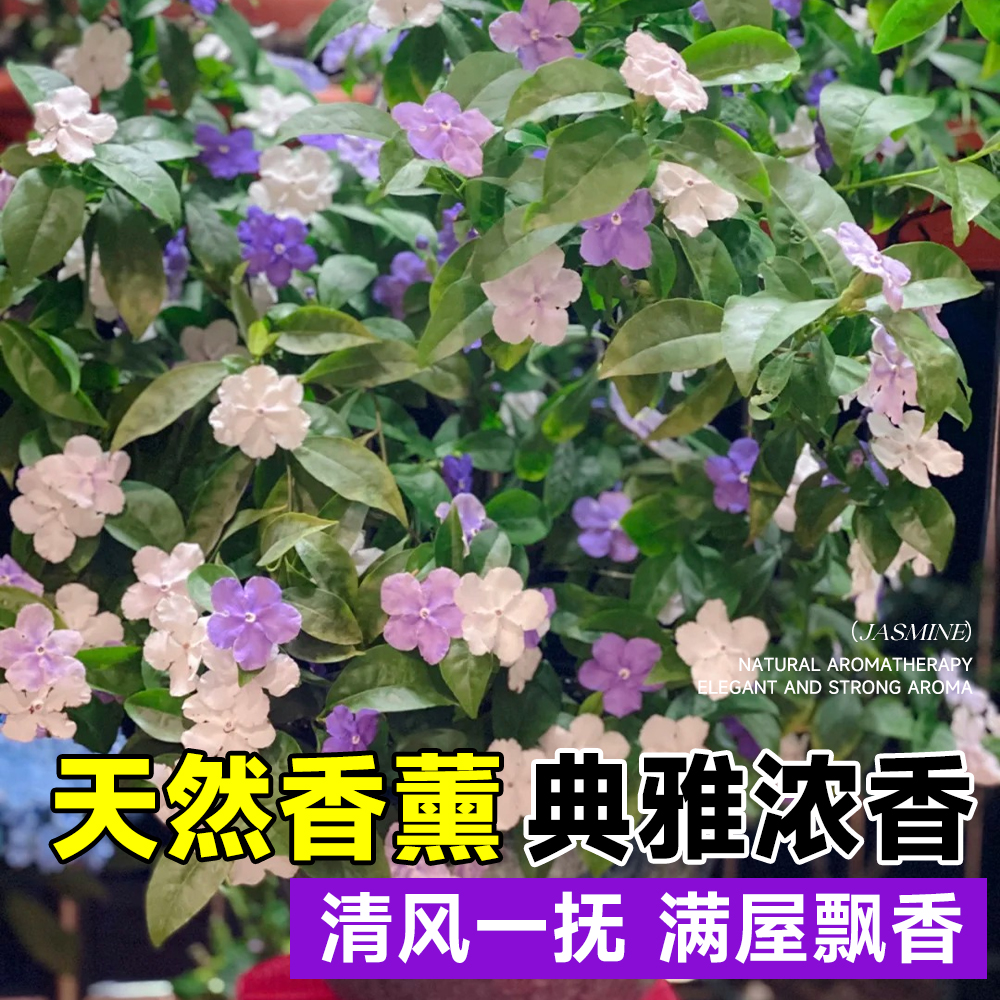 双色茉莉花盆栽老桩棒棒糖独杆大苗香室内外阳台庭院鸳鸯茉莉花苗-图3