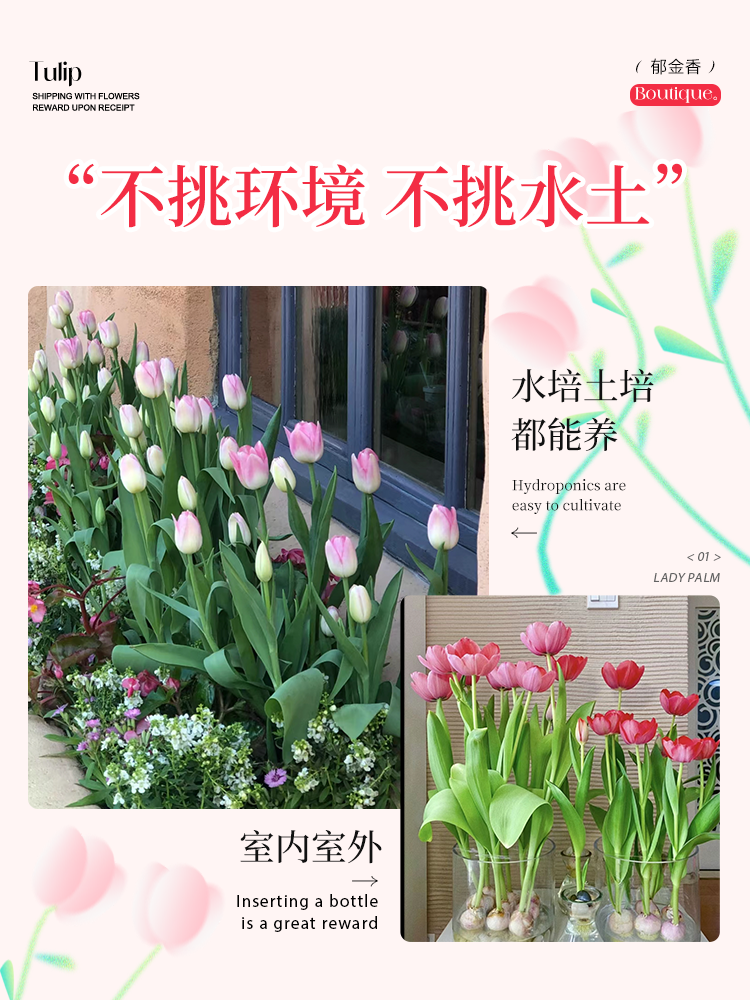 郁金香成品苗郁净香种球带花苞水培土培发芽室内花卉鲜花种苗盆栽 - 图3