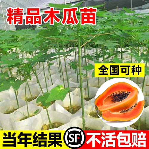 四季木瓜果树果苗冰糖红心水果木瓜特大苗果树庭院南北方种植盆栽 - 图0