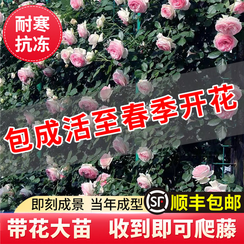 【1米6大苗】蔷薇花苗藤本月季特大花爬藤植物四季花卉盆栽玫瑰花 - 图1