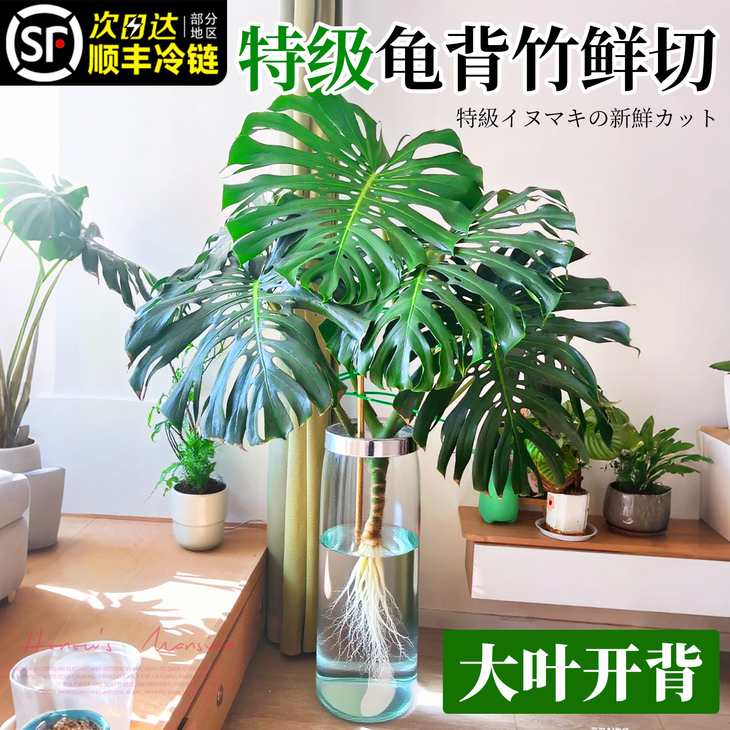 大叶龟背竹水培老桩桌摆水养绿植物高级感客厅旺宅四季好养除甲醛,淘宝优惠券,粉丝福利购,淘宝优惠卷