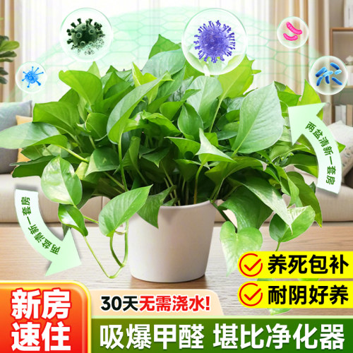 绿箩植物室内吸长藤甲醛大叶绿萝盆栽新房家用除四季绿植好养甲醛-图0