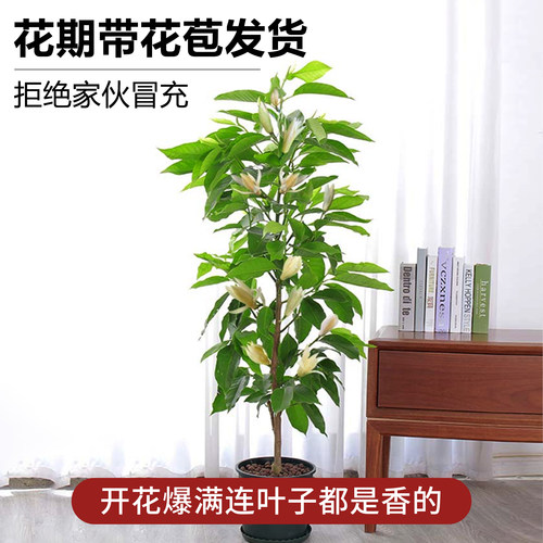 白兰花玉兰树苗花卉植物室内庭院绿植黄角兰盆栽易活带花苞四季开 - 图0