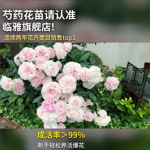 芍药花苗重瓣带芽大苗鲜花四季开花卉阳台庭院牡丹花种根盆栽植物 - 图3