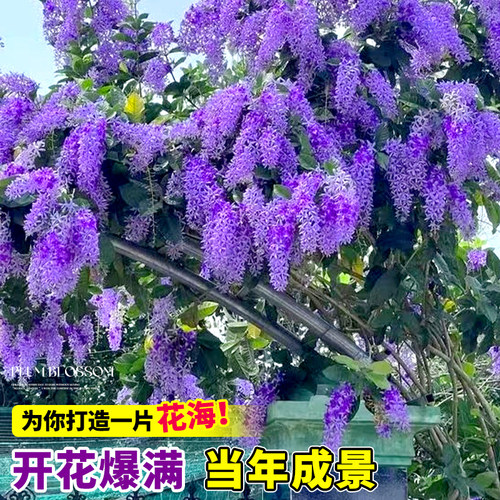 大叶蓝花藤苗泰国小叶兰花藤许愿藤花卉阳台庭院四季开花爬藤植物 - 图2
