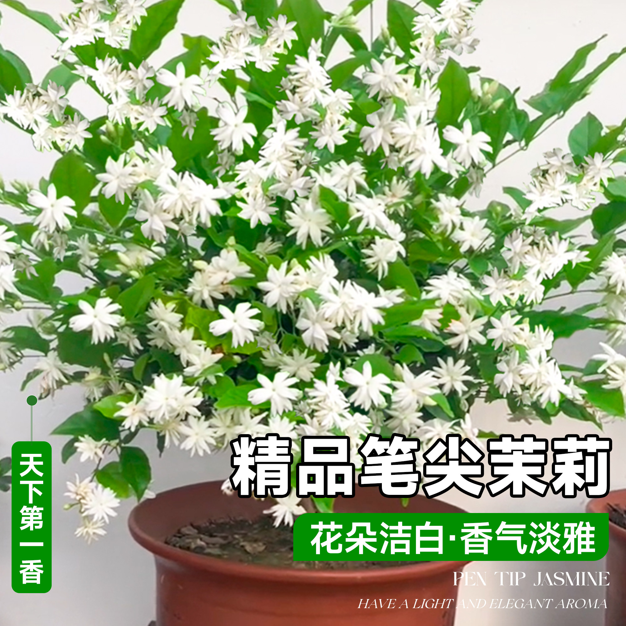 单瓣笔尖茉莉老桩独杆重瓣茉莉花带花苞花苗好养四季绿植开花盆栽,淘宝优惠券,粉丝福利购,淘宝优惠卷