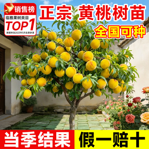 黄桃树果苗果树桃树嫁接苗黄皮水果树南北方庭院四季种植当年结果 - 图0