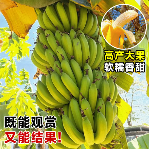 香蕉树苗盆栽地栽芭蕉粉蕉耐寒矮化香蕉苗南方北方四季庭院果树苗 - 图3