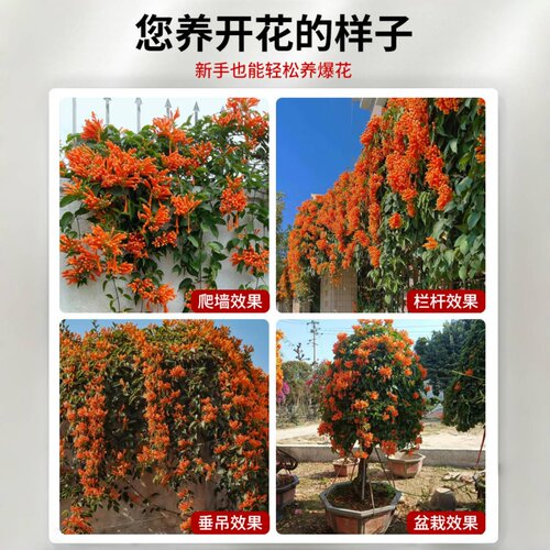 炮仗花爬藤植物四季开花卉盆栽阳台庭院凌霄花苗老桩大苗藤蔓爬墙 - 图3