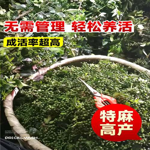四川九叶青花椒苗树大苗当年结果盆栽地栽四季种植果树苗庭院树苗 - 图3