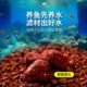 Volcanic stone fish tank special aquarium bottom sand ecology