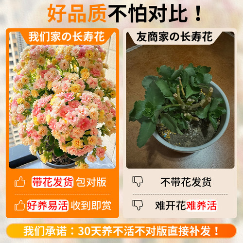 长寿花盆栽四季好养开花重瓣变色龙大花带花苞花苗室内花卉绿植物 - 图0