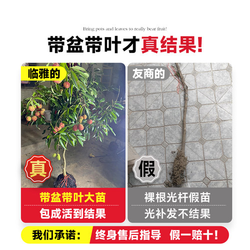 荔枝树果苗无核桂味果树盆栽妃子笑嫁接水果树糯米糍果苗当年结果 - 图0