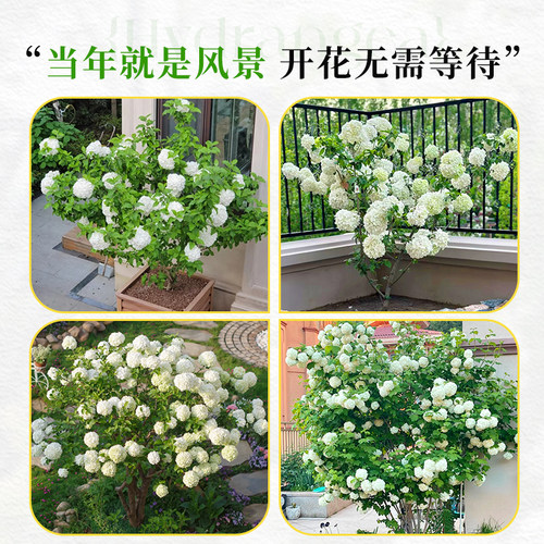 中华木绣球大花斗球树苗绣球花苗四季花卉开花盆栽庭院室外风景树 - 图3