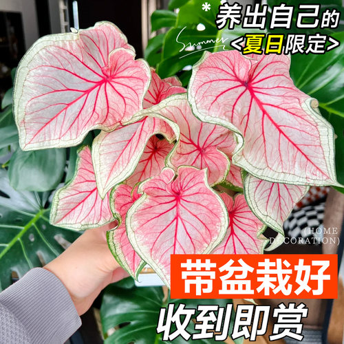 彩叶芋盆栽网红绿植花卉进口种球甜心粉色和声观叶植物室内好养活 - 图1