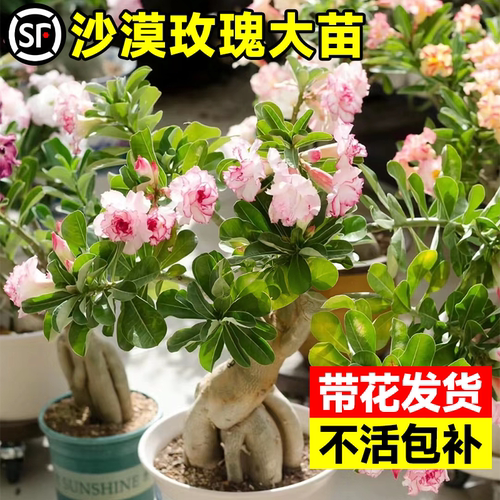 沙漠玫瑰盆栽老桩四季开花重瓣绿植室内客厅花卉耐旱好养花卉植物 - 图1