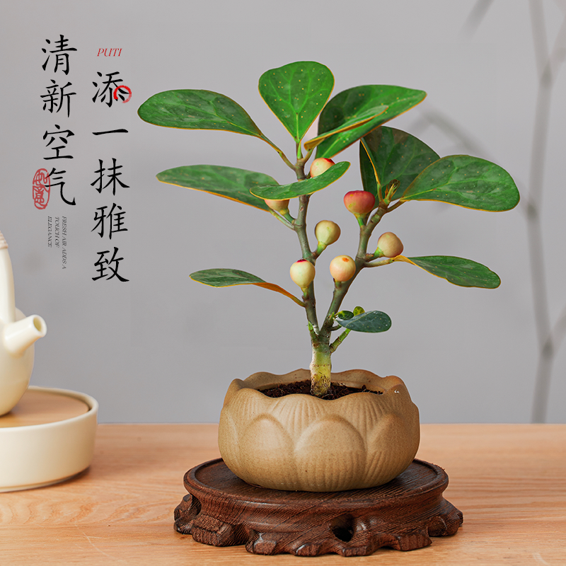 禅意小盼菩提树盆栽植物室内桌面四季客厅观叶办公室绿植好养盆景,淘宝优惠券,粉丝福利购,淘宝优惠卷