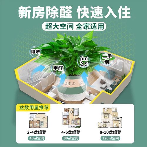 绿箩植物室内吸长藤甲醛大叶绿萝盆栽新房家用除四季绿植好养甲醛-图2
