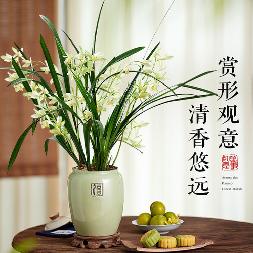 名贵兰花盆栽带花苞建兰系列室内阳台绿植浓香型花卉四季好养绿植 - 图0