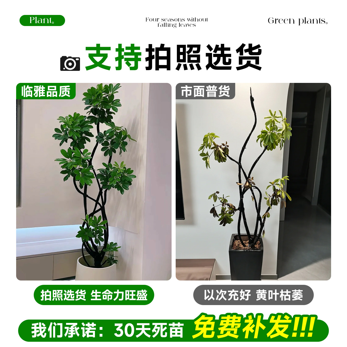 鸭脚木客厅绿植高级感八方来财大型植物盆栽高端大气上档次鸭掌木,淘宝优惠券,粉丝福利购,淘宝优惠卷