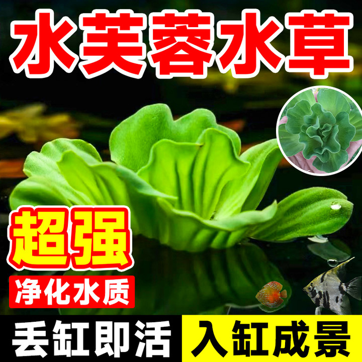 水芙蓉水草植物水上叶鱼缸造景水培植物浮萍圆叶萍水葫芦古法养鱼 - 图0