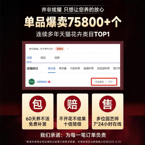 灯笼花盆栽四季开花苗爬藤植物阳台室内外倒挂金钟花卉树苗风铃花 - 图2