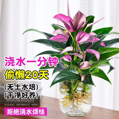 水培植物紫掌桌面绿植小盆栽香妃齐祖红掌室内耐阴好养易活的植物 - 图1