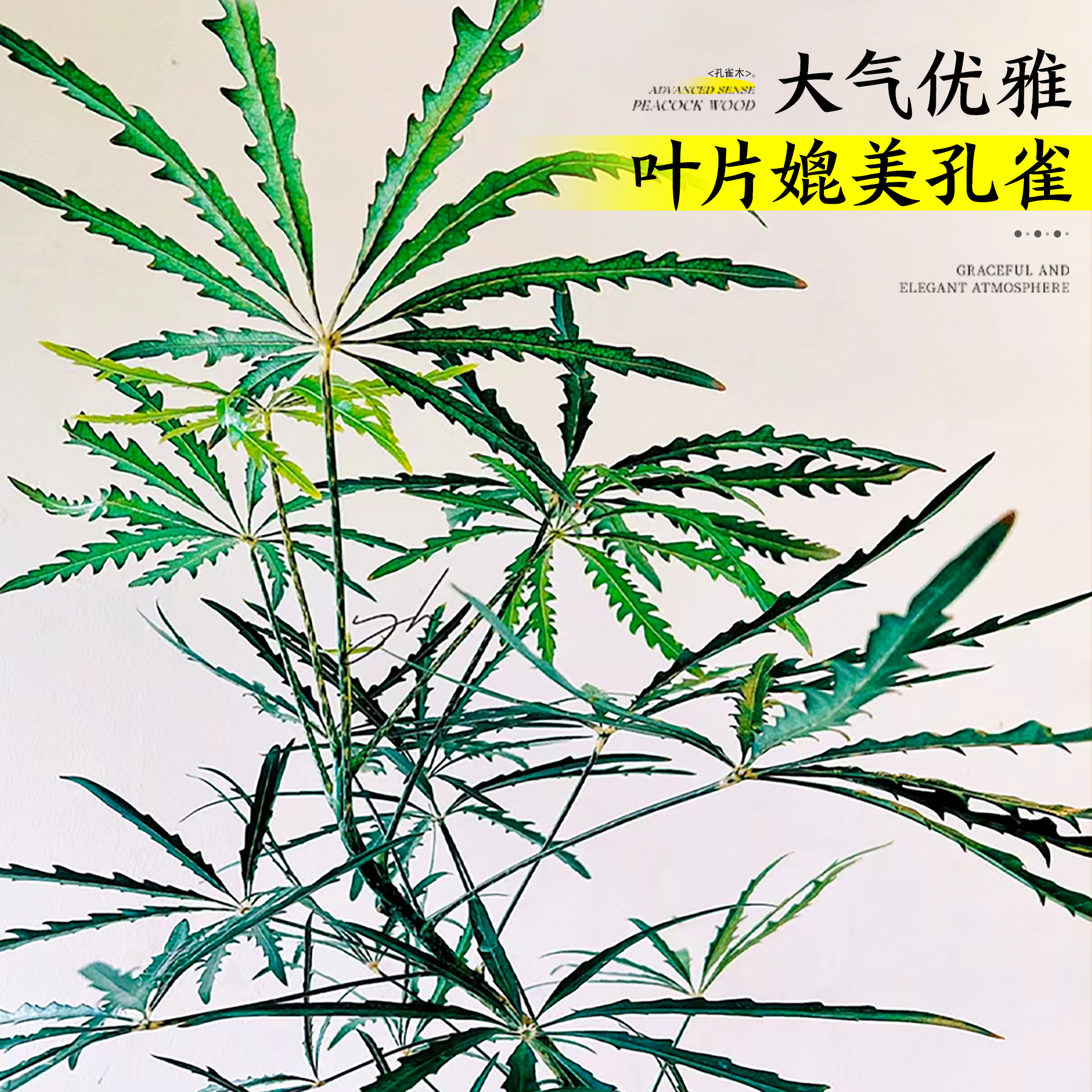 孔雀木绿植室内大型盆栽客厅办公室网红观叶植物落地大号四季好养 - 图1
