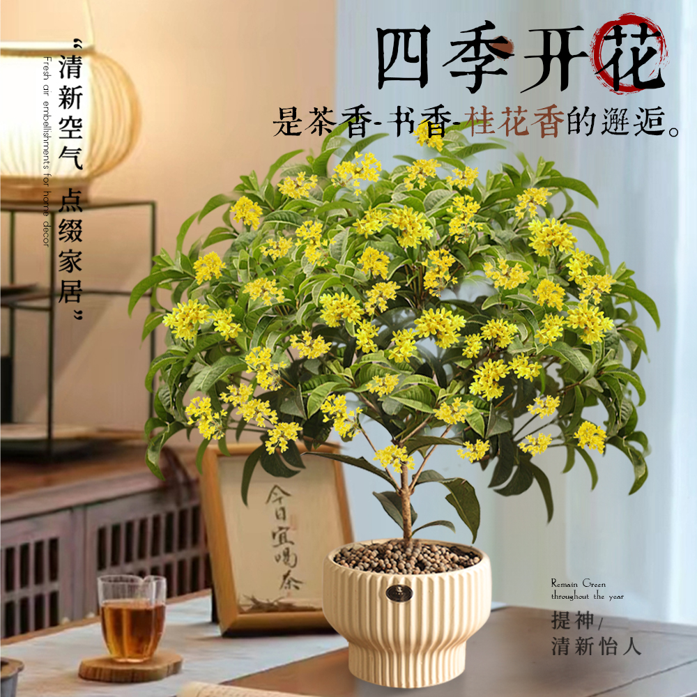 四季桂花盆栽树苗浓香型新中式盆景矮桩绿植桌面办公室内盆栽植物 - 图0