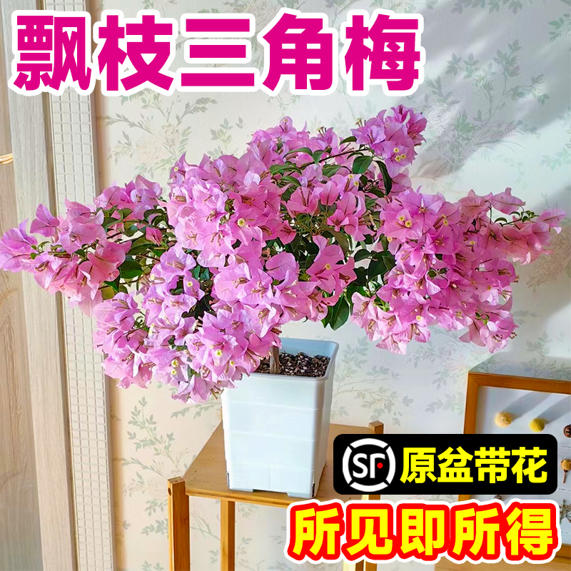 三角梅盆栽矮桩带花苞苗红绿樱紫飘枝造型室内阳台客厅开花卉植物-图2