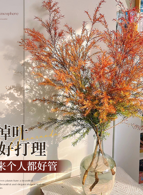 临雅千层金当季现枝现切现发