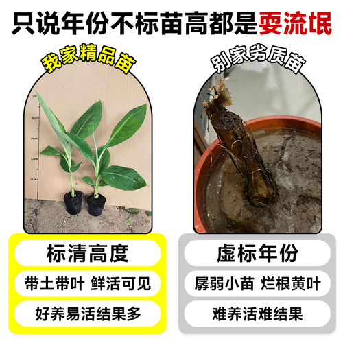香蕉树苗盆栽地栽芭蕉粉蕉耐寒矮化香蕉苗南方北方四季庭院果树苗 - 图0