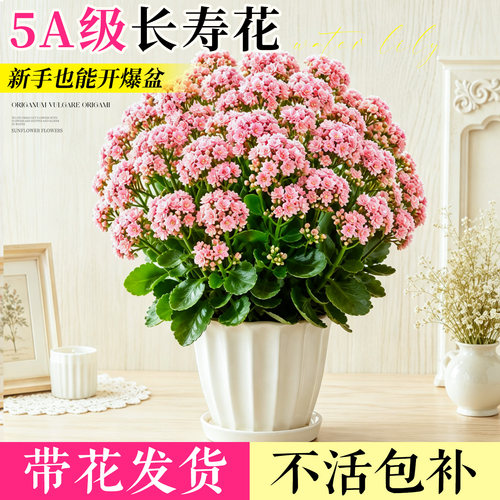 粉色长寿花盆栽四季好养室内桌面开花重瓣大花带花苞花卉绿植物 - 图0