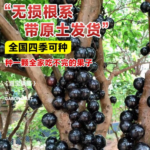 四季嘉宝果树果苗沙巴艾斯卡树葡萄苗果树庭院名贵南北方种植盆栽 - 图2
