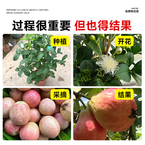 胭脂红番石榴树果苗广东本地红宝石芭乐树苗红心南北方种四季大全 - 图3