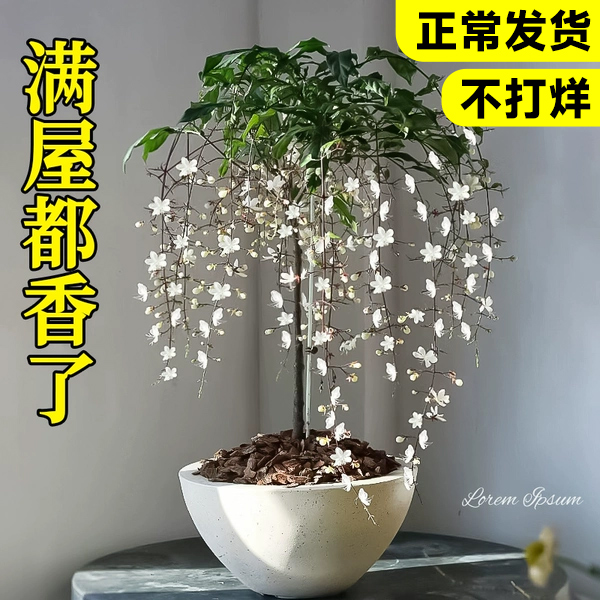 垂丝茉莉盆栽大苗室内花卉绿植泰国阳台垂吊风车爬藤植物四季开花 - 图0