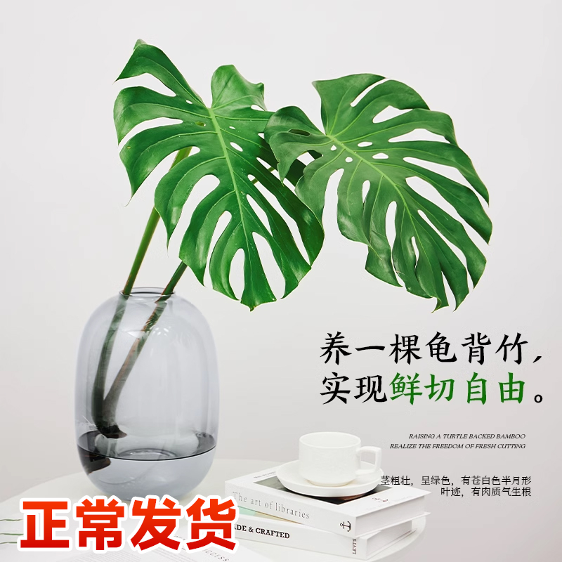 水培大叶龟背竹鲜切枝绿植物客厅室内水养鲜花插瓶好养活四季常青-图2