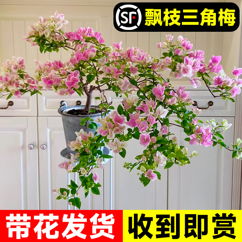 三角梅盆栽矮桩带花苞苗红绿樱紫飘枝造型室内阳台客厅开花卉植物-图1