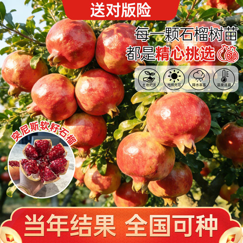 石榴树树苗突尼斯软无籽特大甜果苗盆栽地栽嫁接四季庭院南方种植 - 图0