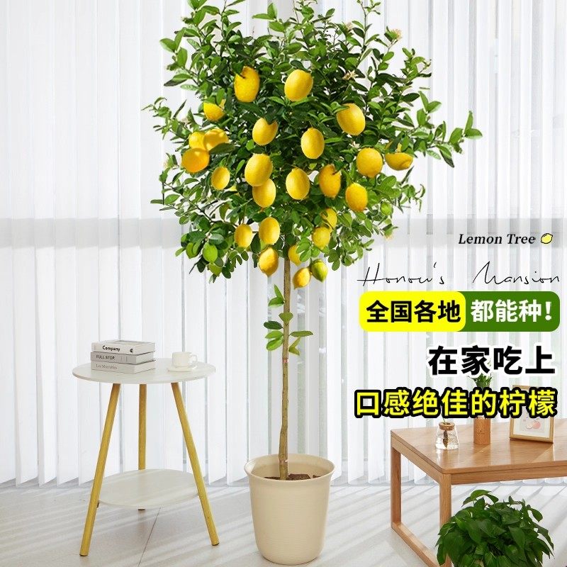 香水柠檬树盆栽绿植大型室内客厅落地植物阳台四季好养带果禄花卉,淘宝优惠券,粉丝福利购,淘宝优惠卷