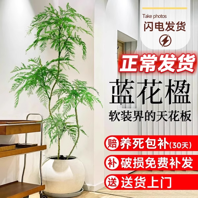 蓝花楹盆栽大型绿植办公室内客厅网红好养活植物落地老桩树苗盆景 - 图0