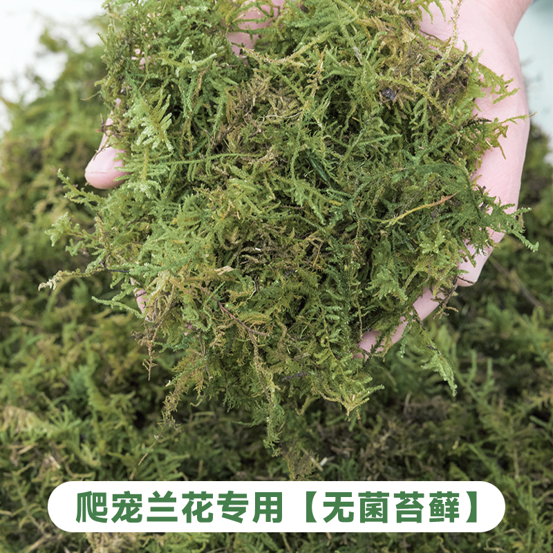 蝴蝶兰水苔兰花专用土干苔藓智利营养土青苔植物种植育苗乌龟冬眠-图0