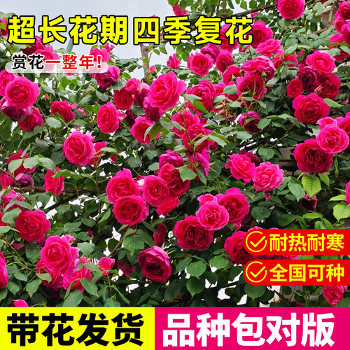 大游行藤本月季墙微花树苗爬藤花卉四季开蔷薇玫瑰花盆栽浓香老桩 - 图1
