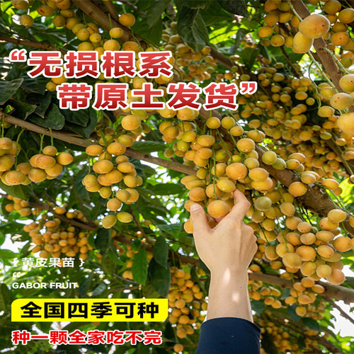 广西鸡心黄皮果树果苗纯甜正宗大苗带土带叶种植南方盆栽庭院地栽 - 图1