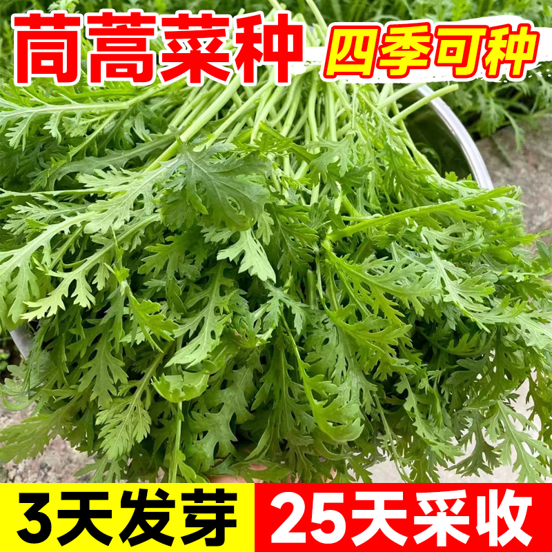 茼蒿菜种籽大叶小叶中叶茼蒿种子皇帝菜阳台盆栽四季蔬菜种孑大全 - 图0