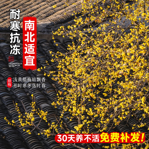 高杆腊梅花树苗庭院地栽盆老桩耐寒冬季开花卉植物浓香原丛生红梅 - 图2