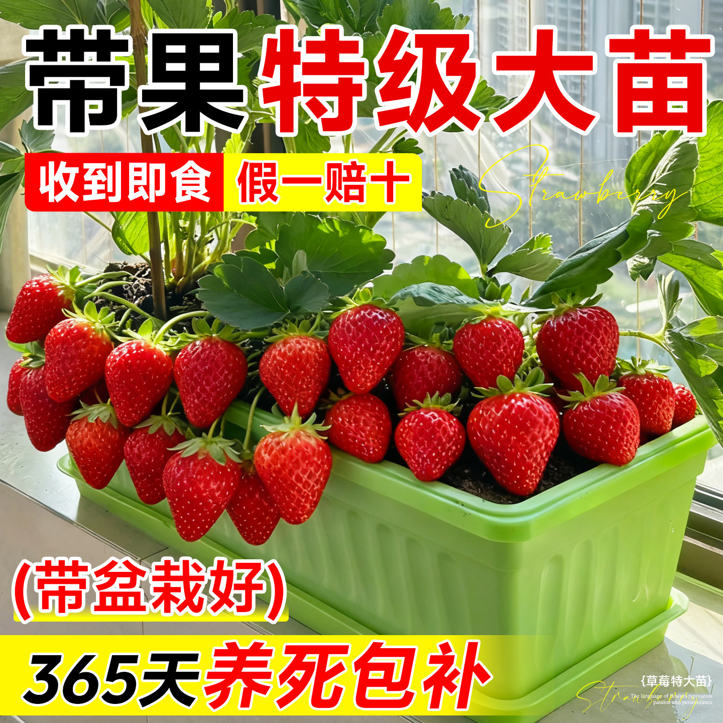 带果草莓苗秧盆栽奶油草莓特大号玄玉丹东99红颜结果耐寒冬季新苗,淘宝优惠券,粉丝福利购,淘宝优惠卷