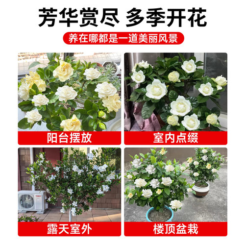 独杆棒棒糖栀子花盆栽带花苞四季大叶老桩栀枝树苗牡丹开花卉植物 - 图3