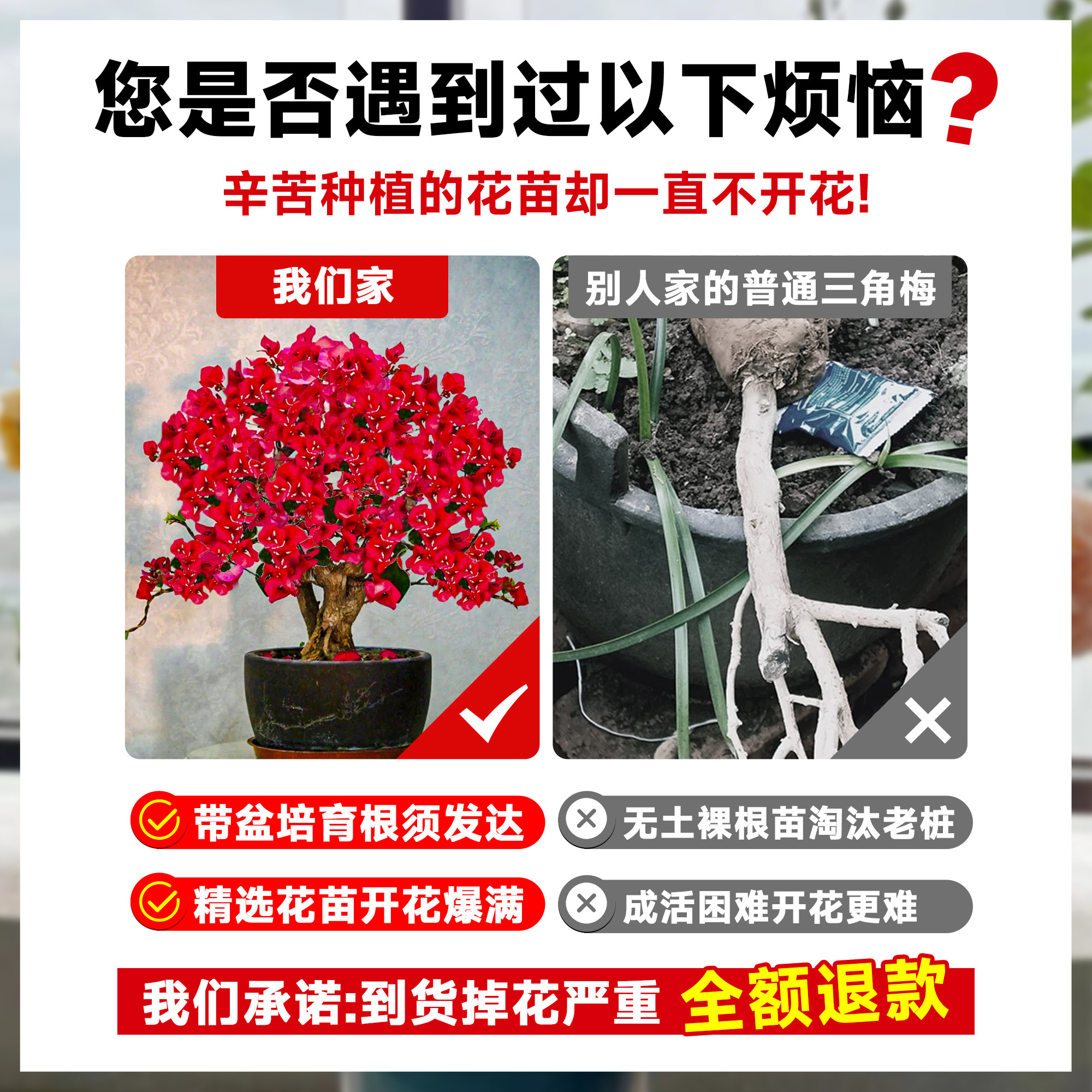 三角梅盆栽重瓣四季绿漳红樱爬藤植物矮桩阳台树苗耐寒老桩带花卉,淘宝优惠券,粉丝福利购,淘宝优惠卷